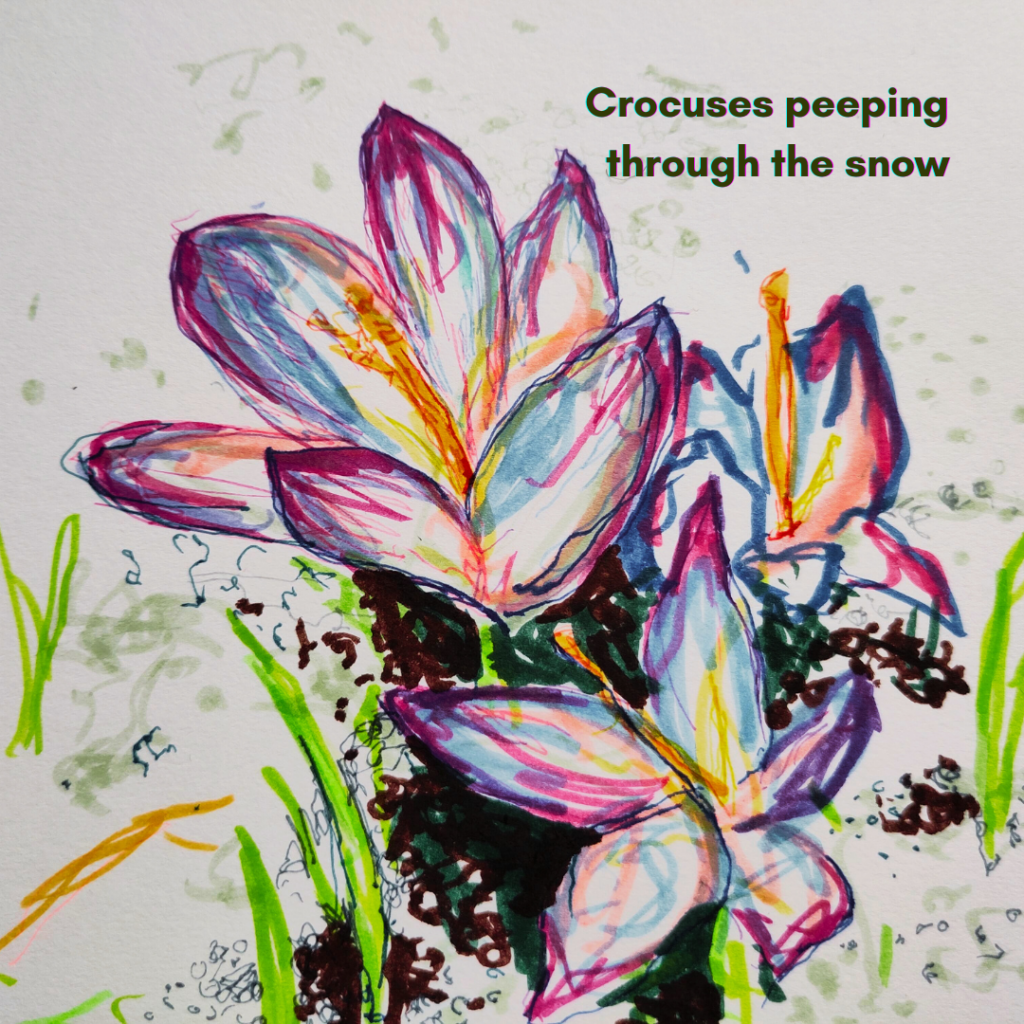 Crocus bulbs peeping through the snow