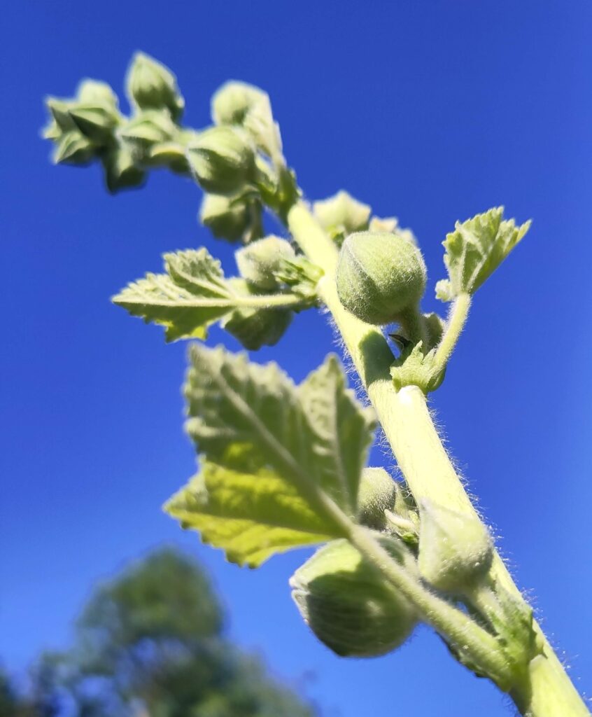 Hollyhock buds against bright blue sky