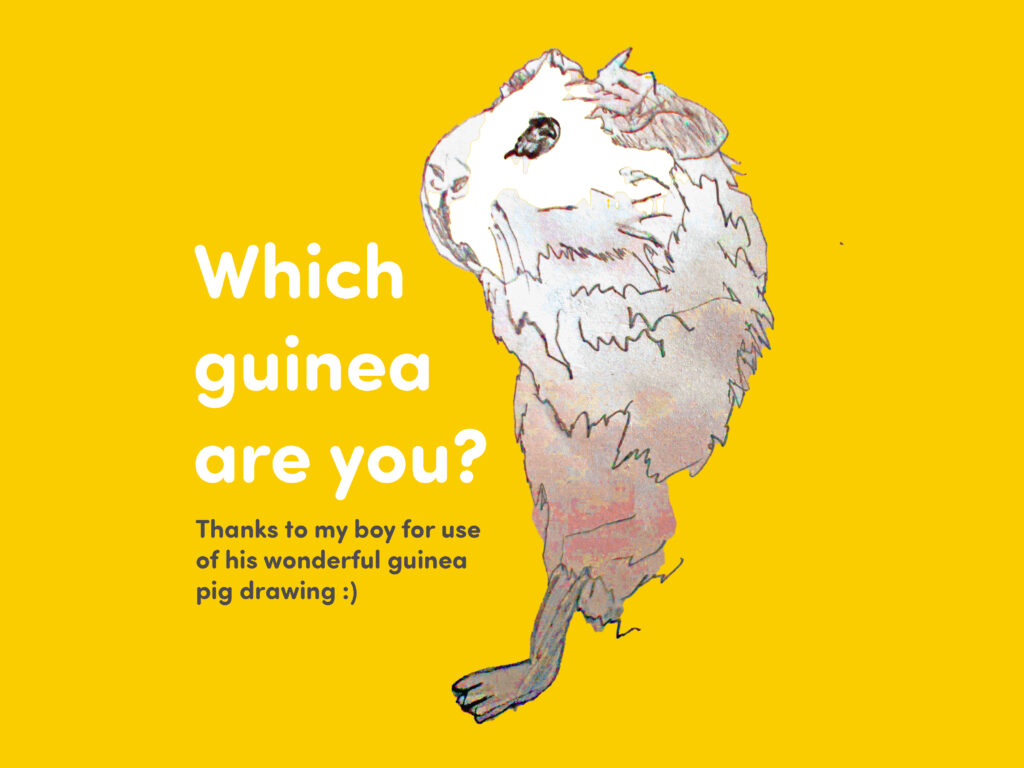 Drawing of guinea pig