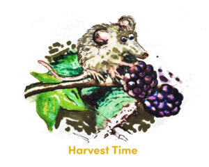 A drawing of a mouse eating blackberries